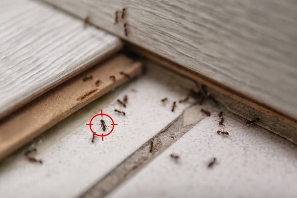 Flea Control Services in Bartonville, TX