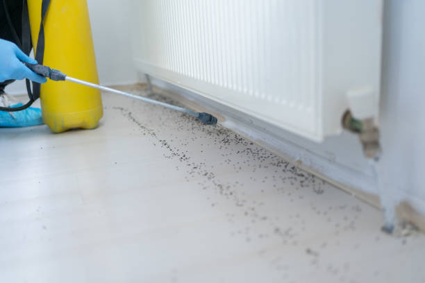 Best Wasp Removal Services  in Bartonville, TX